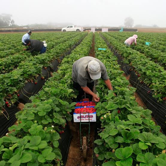 Tomatoes were once big on Carlsbad's strawberry fields – San Diego Union-Tribune