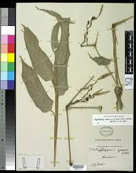 Image result for Marantochloa congensis