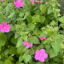 Image result for Pavonia rogersii