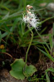 Image result for Holothrix