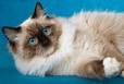 Ragdoll – Specialty Purebred Cat Rescue
