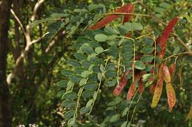 Image result for Albizia procera