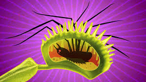 Like, surely something like a venus fly trap it's a test market for the sonic fast food chain, and home to one of the nation's tallest ferris wheels. What S Inside A Venus Flytrap Business Insider