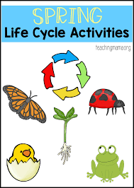 We spend our time learning about types of plants, parts of a plant, plant life cycle, what plants need to live and plants we eat. Spring Life Cycle Activities