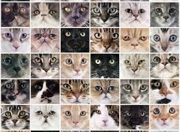 What Breed Is My Cat Quiz - Personality Quizzes - Scuffed Entertainment