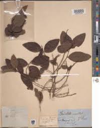 Image result for Bridelia scleroneura