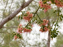 Image result for Ceiba pentandra