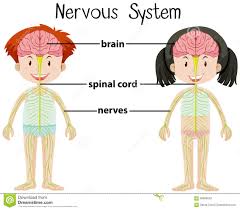 The nervous system is a complex structure of nerves of neurons that transmit signals around the body to coordinate actions. Nervous System Of Boy And Girl Illustration 66686630 Megapixl