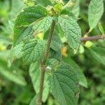 Image result for Mesosphaerum pectinatum