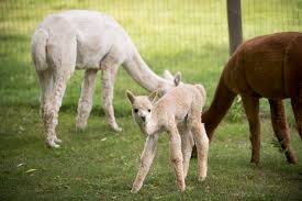 How much does a llama cost. What Llamas And Alpacas Can Do For Your Homestead Hello Homestead