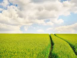 Obituary for Kaye Hage