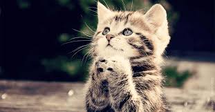 In other words, it is a spiritual animal that has your back. Spirit Animal Quiz What Is My Spirit Animal