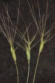 Image result for Zygophyllum leucocladum