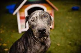 With a state of the art location providing you and your family with a fun and a hands on approach to learning about pets and their required needs. Orlando Fl Available Pets At Orange County Animal Shelter Animal Shelter Animals Save A Dog
