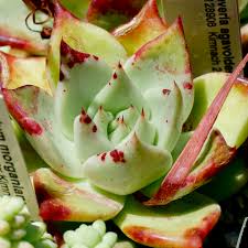 Online sale of cactus and succulents with a wide and accurate selection of rare, unusual and collectible plants. Echeveria Agavoides Wikipedia