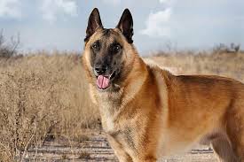 Consider a belgian malinois vs dutch shepherd? Belgian Malinois Dog Breed Information