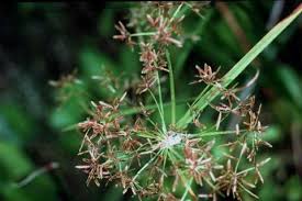 Image result for Cyperaceae