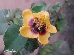 Image result for Abutilon austro-africanum