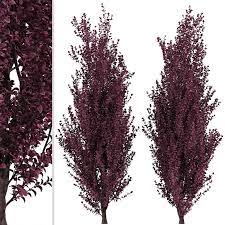 It is a uniform grower with a strong central leader, making it easier. Set Of Crimson Pointe Plum Trees Prunus X Cerasifera 2 Trees 3d Model Download 3d Model Set Of Crimson Pointe Plum Trees Prunus X Cerasifera 2 Trees 120003 3dbaza Com