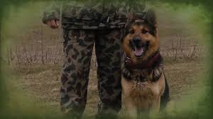 U S Border Patrol Dogs Infected With Chagas Disease