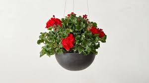 Geranium mix（50+）seeds flowers easy to grow planting for outdoor indoor home bonsai. Flowers And Vegetables To Plant In Spring Cnn