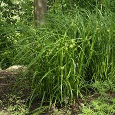 Image result for Carex