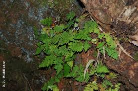 Image result for Cheilanthes botswanae