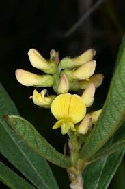 Image result for Eriosema lebrunii