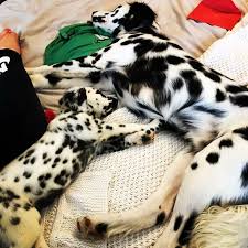 Long haired dalmatian and golden retriever mix. Meet The Adorable Dog That Looks Like A Mix Between A Dalmatian And A Golden Retriever Bored Panda