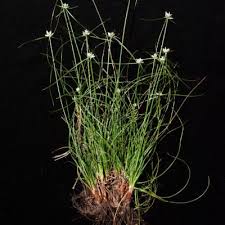 Image result for Cyperus nduru
