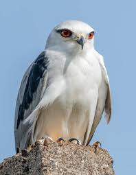 Birds Of Prey Cape Cod Pin By Matthew Lesniewski On Aves In 2020 Pet Birds Birds Of Prey Animals