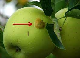 They can cause considerable damage to apple, pear, apricot, peach, plum, nectarine. Plum Curculio Nc State Extension Publications