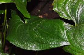 Image result for Cyanastrum