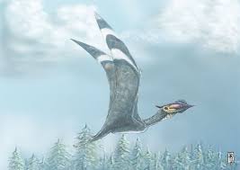 Image result for Sinopteridaceae