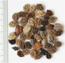 Image result for Cicer