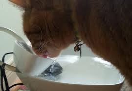 Plenty of fresh water on a daily basis is try this inexpensive diy indoor water fountain project that's easy to make. Diy Cat Water Fountain