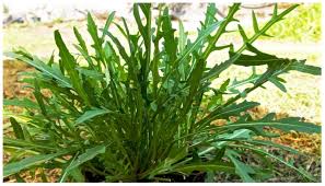 Image result for Diplotaxis tenuifolia