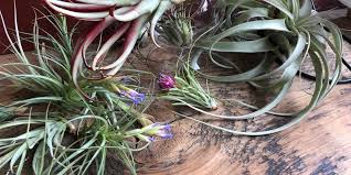Image result for Tillandsia