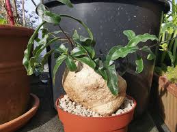 Image result for Raphionacme grandiflora