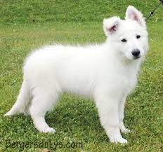 image chien yorkshire la chien bonheur en 2021 tout petit chien chien a donner recherche chien