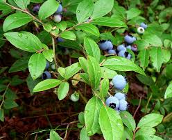 Let's take a look at these candidates individually: Maine State Berry Wild Blueberry