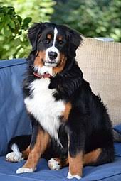 Father was a traveling man. Bernese Mountain Dog Wikipedia