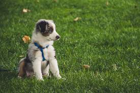 Genes control how your cells work by making proteins. Earthtalk Can Yard Chemicals Cause Cancer In Dogs Kiowa County Press Eads Colorado Newspaper