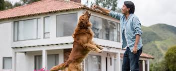 Have fun while teaching your pup to be the perfect dog. Puppytrainedright Com Online Dog Puppy Training Program