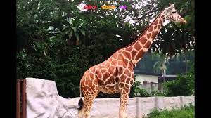 Zedy peace 1.029 views1 year ago. Zirafah Harimau Kat Zoo Negara Youtube
