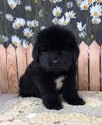 Detailed information on why health checks are important and why they appear here for the parents of puppies for sale from the better breeders. Pin On Newfoundland