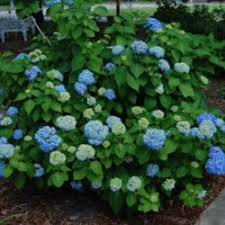 This shrub does best in full sun to partial shade. Winterizing Pink Elf Miniature French Hydrangea Knowledgebase Question Garden Org