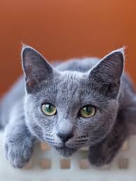 Russian Blue Archangel Blue Russian Blue Russian Blue Cat Cats And Kittens