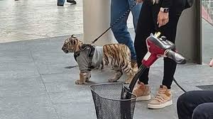 Suelen variar su alimentación y llegan hasta el punto de. El Tigre En Antara La Polemica Por La Mujer Que Pasea Con Un Cachorro De Tigre En Un Centro Comercial En Mexico Bbc News Mundo