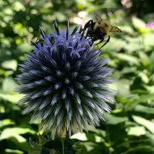 Image result for globe thistle